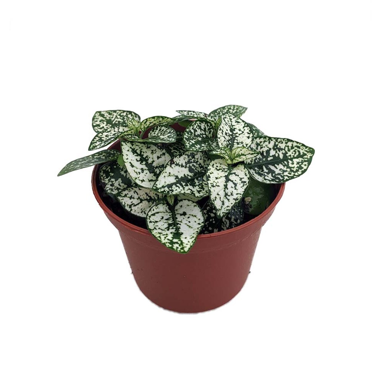 White Splash Polka Dot Plant - Hypoestes - 3.5" Pot - Colorful House Plant